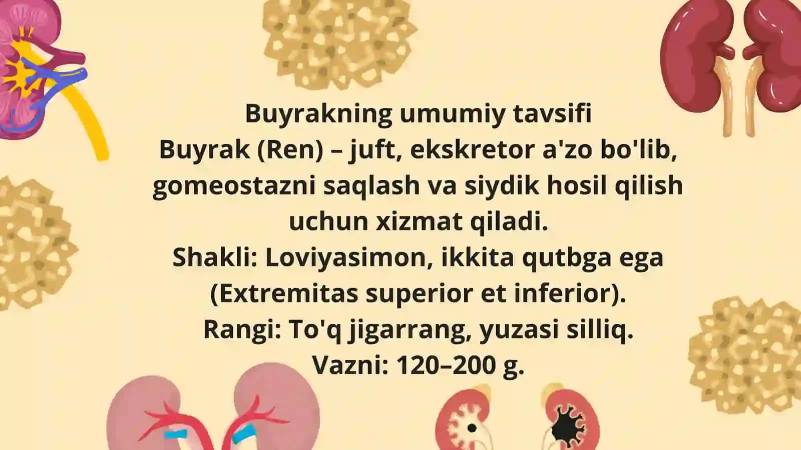 Buyraklar anatomiyasi (Anatomia renis) 3