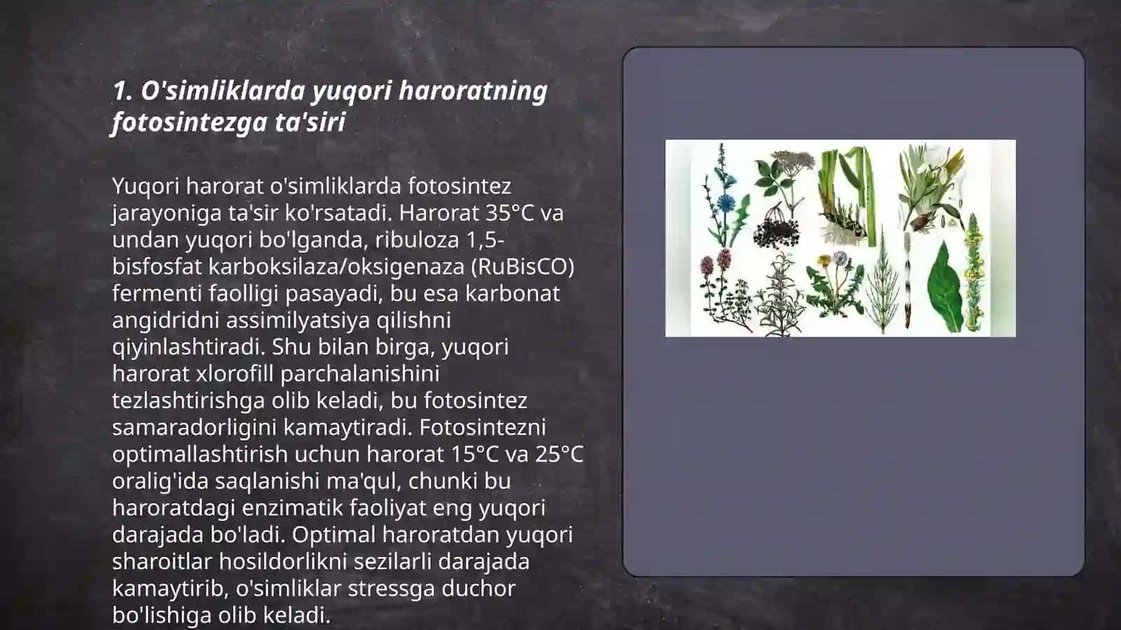O`simliklarga yuqori haroratning ta'siri 3