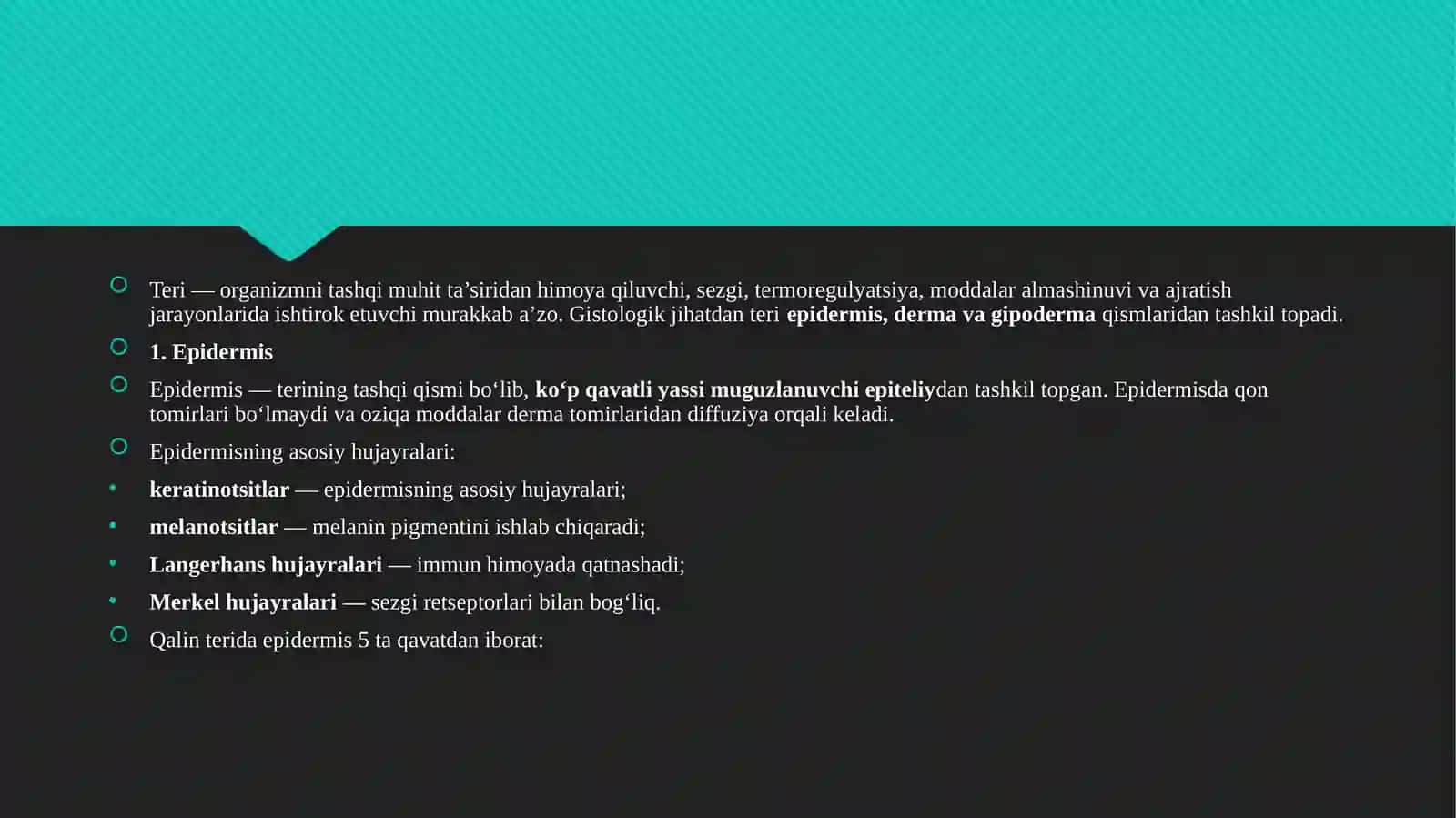Teri va uning hosilalari gistologik tuzilishi 3
