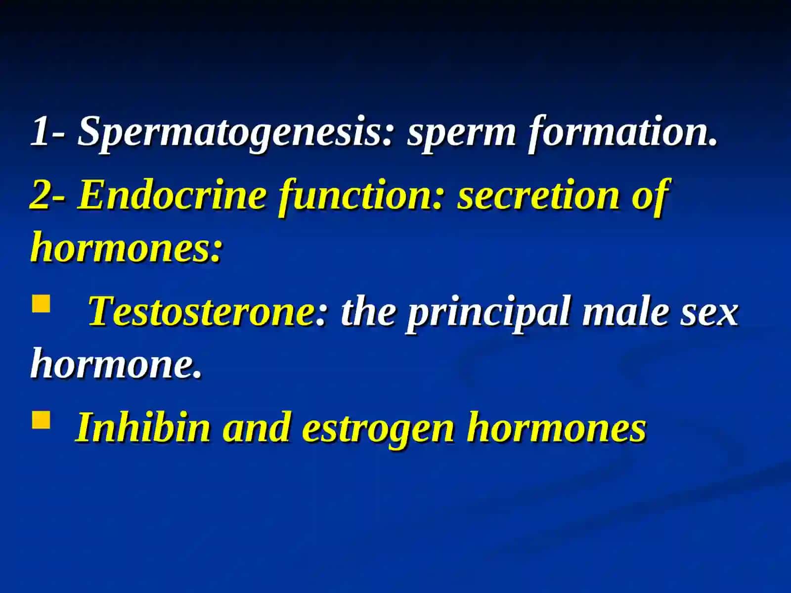 Male reproductive system 3