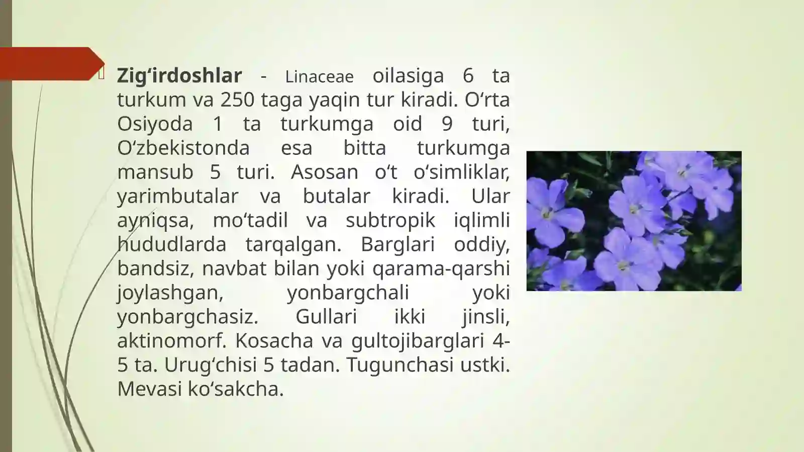 Zig’irdoshlar Linaceae oilasidagi turlar biologiyasi, ekalogiyasi, areali xalq xo’jaligidagi ahamiyati 3