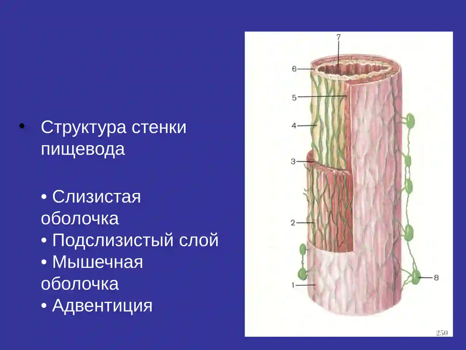 Рак пищевода 3