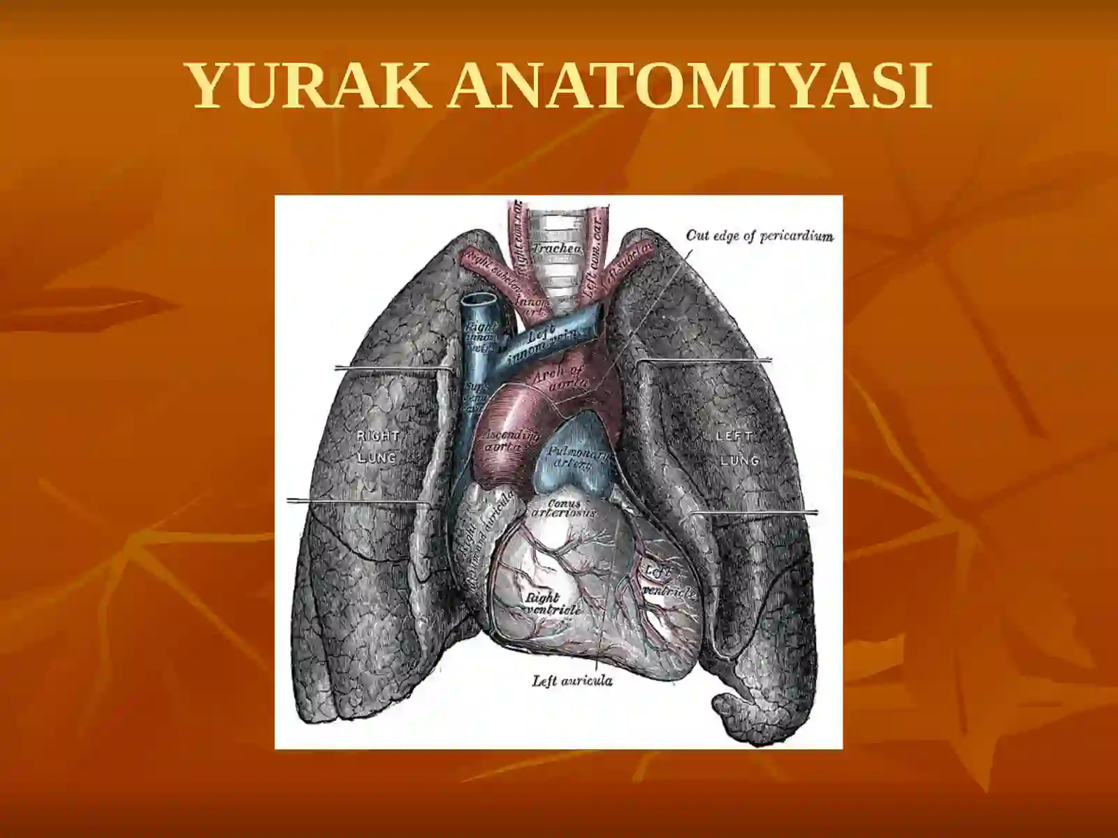 YURAK ANATOMIYASI 3