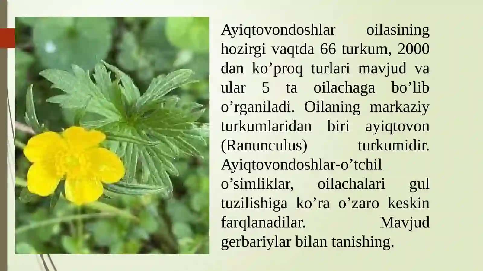 O’yuvchi ayiqtovonning (Ranunculus acris) tuzilishi va ko’payishi 3