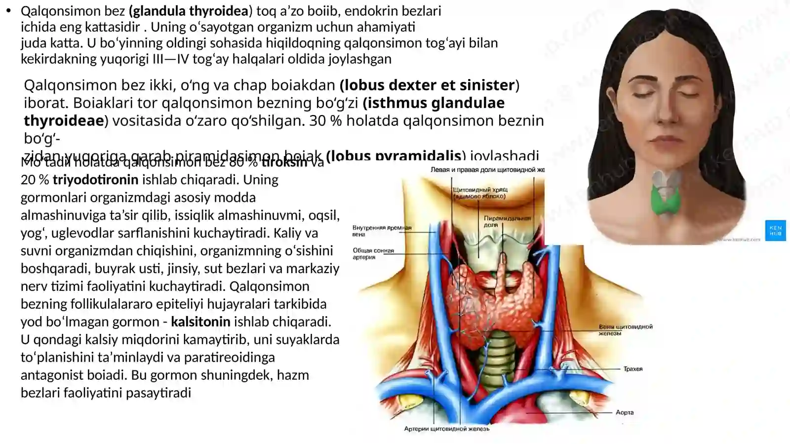 Ma'ruza-9.Endokrin bezlar. Gipofiz. Epifiz. Jinsiy bezlarning endokrin qismlari. Qalqonsimon, qalqon orqa va ayrisimon bezlar. Buyrak usti va me'da osti bezlari 3