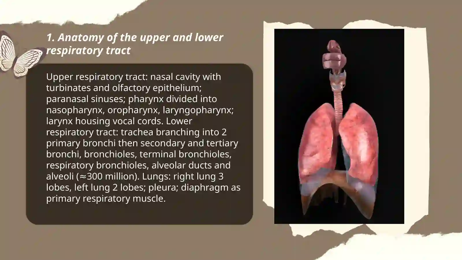 Respiratory system 3
