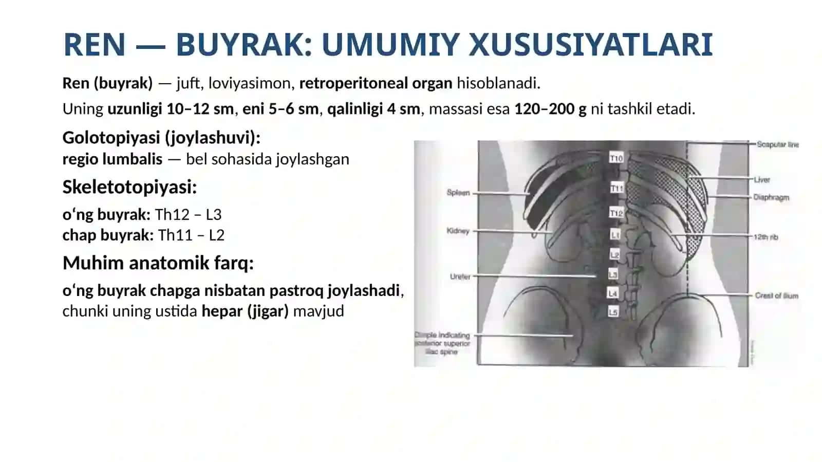 Systema urinaria: Anatomiyasi, tuzilishi va funksional ahamiyati 3
