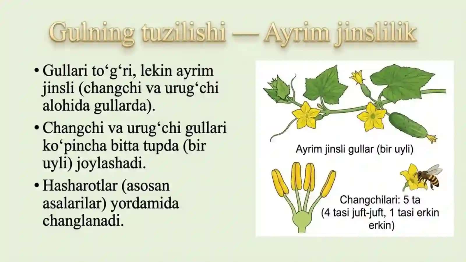 Qovoqdoshlar oilasi 3
