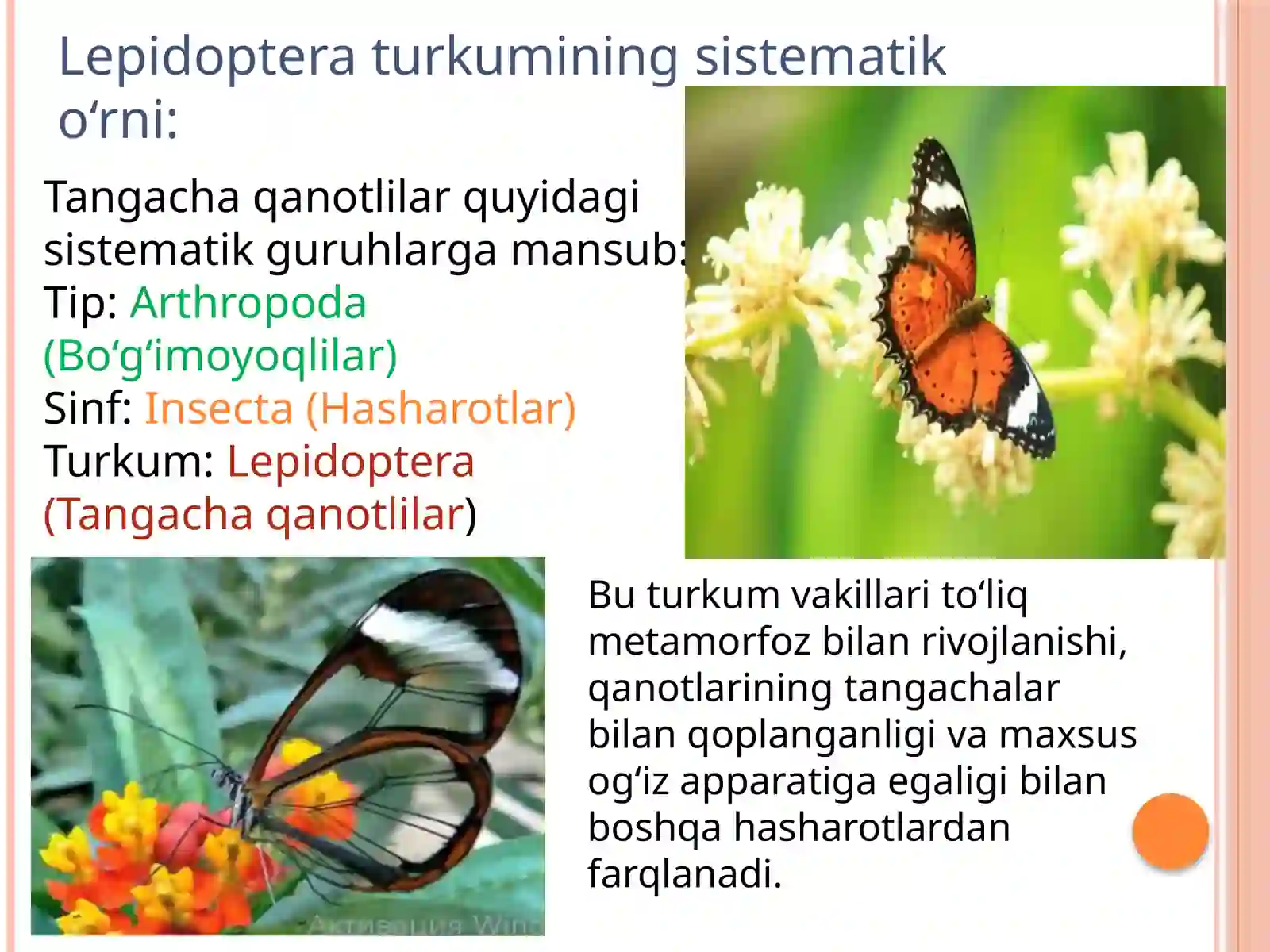 Tangachaqanotlihasharotlarvaularningaxamiyati 3