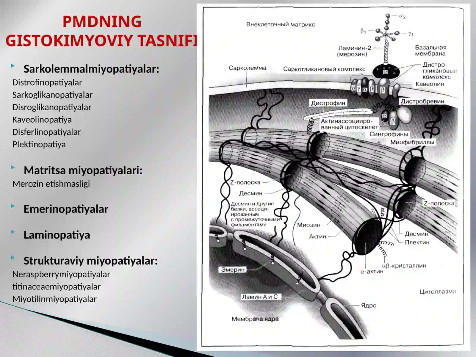 Progressiv Mushaklar Distrofiyasi 3
