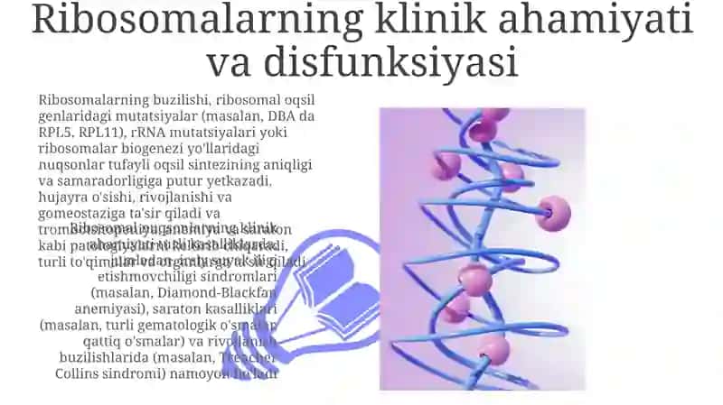 Ribosomalar, ularning tuzilishi, funktsional holatining ahamiyati 3