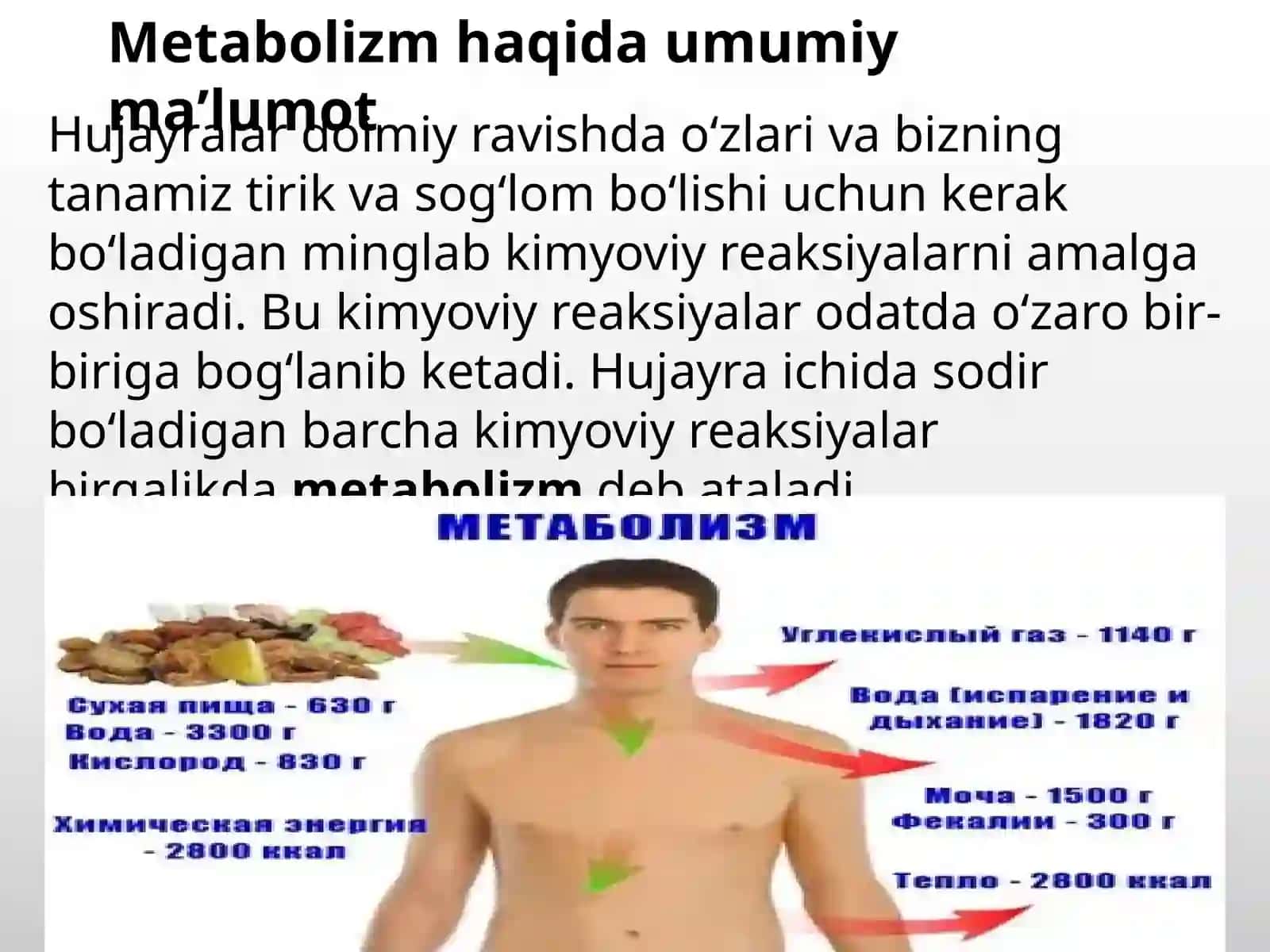 Metabolizm jarayoni 3