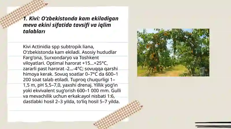 Kivi 3