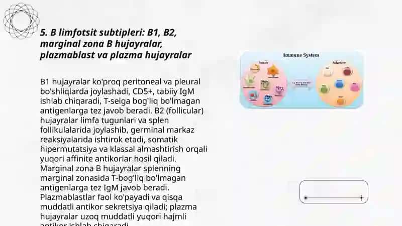 Immun sistema fizologiyasi T limfositlar va B limfositlar 3