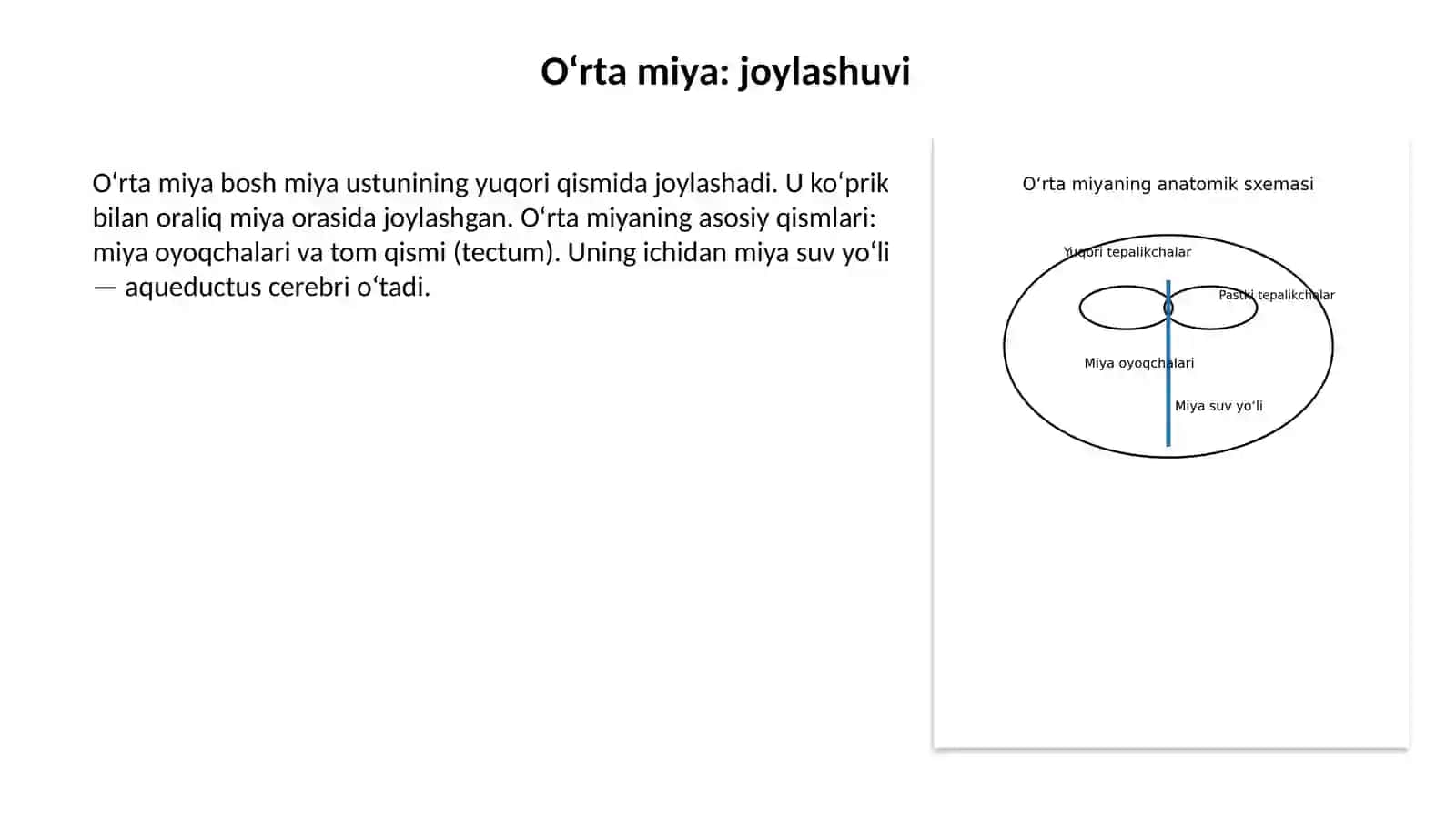 O‘RTA MIYA, ORALIQ MIYA VA BOSH MIYANING III QORINCHASI 3