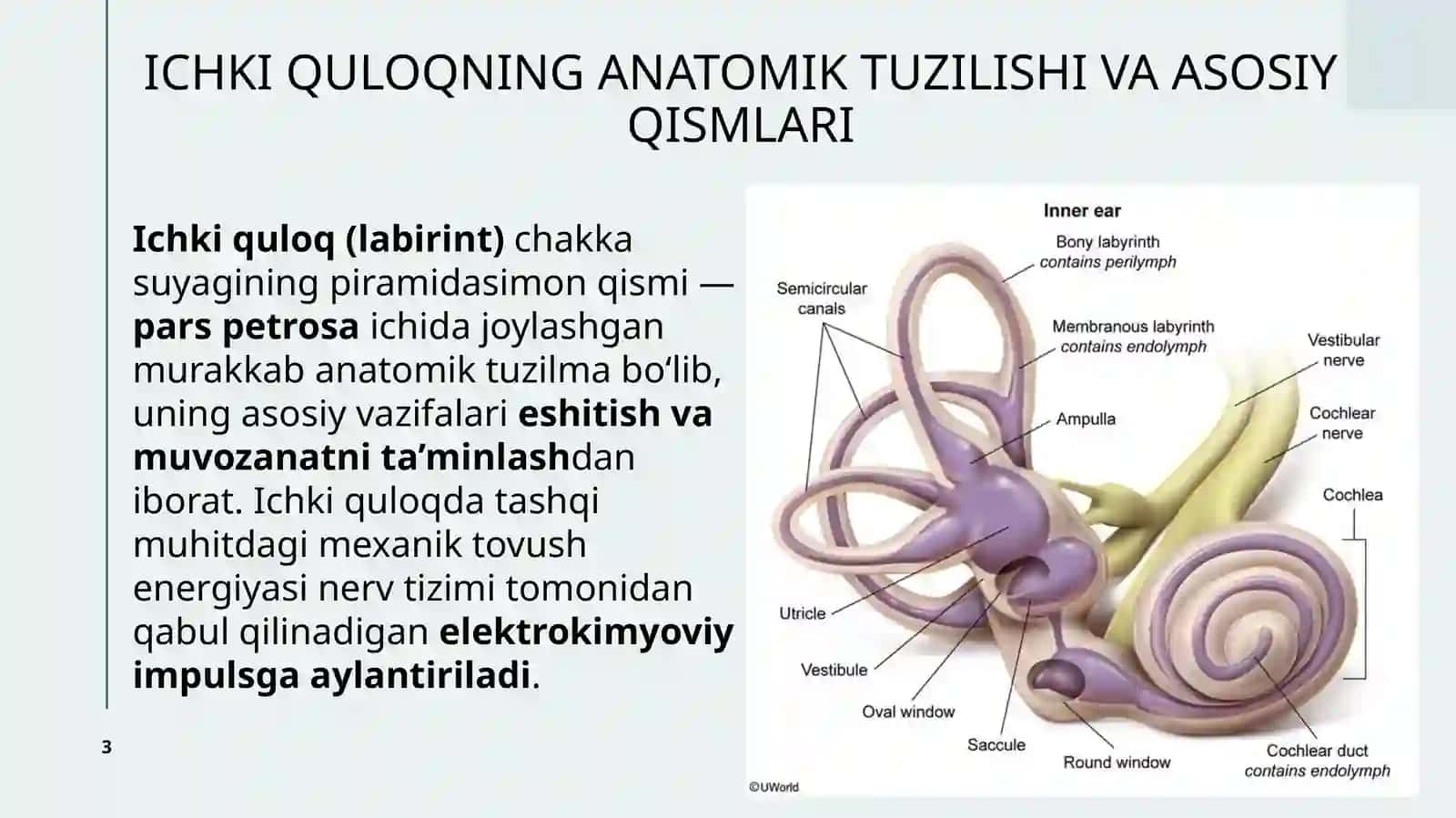 Ichki quloq anatomiyasi 3