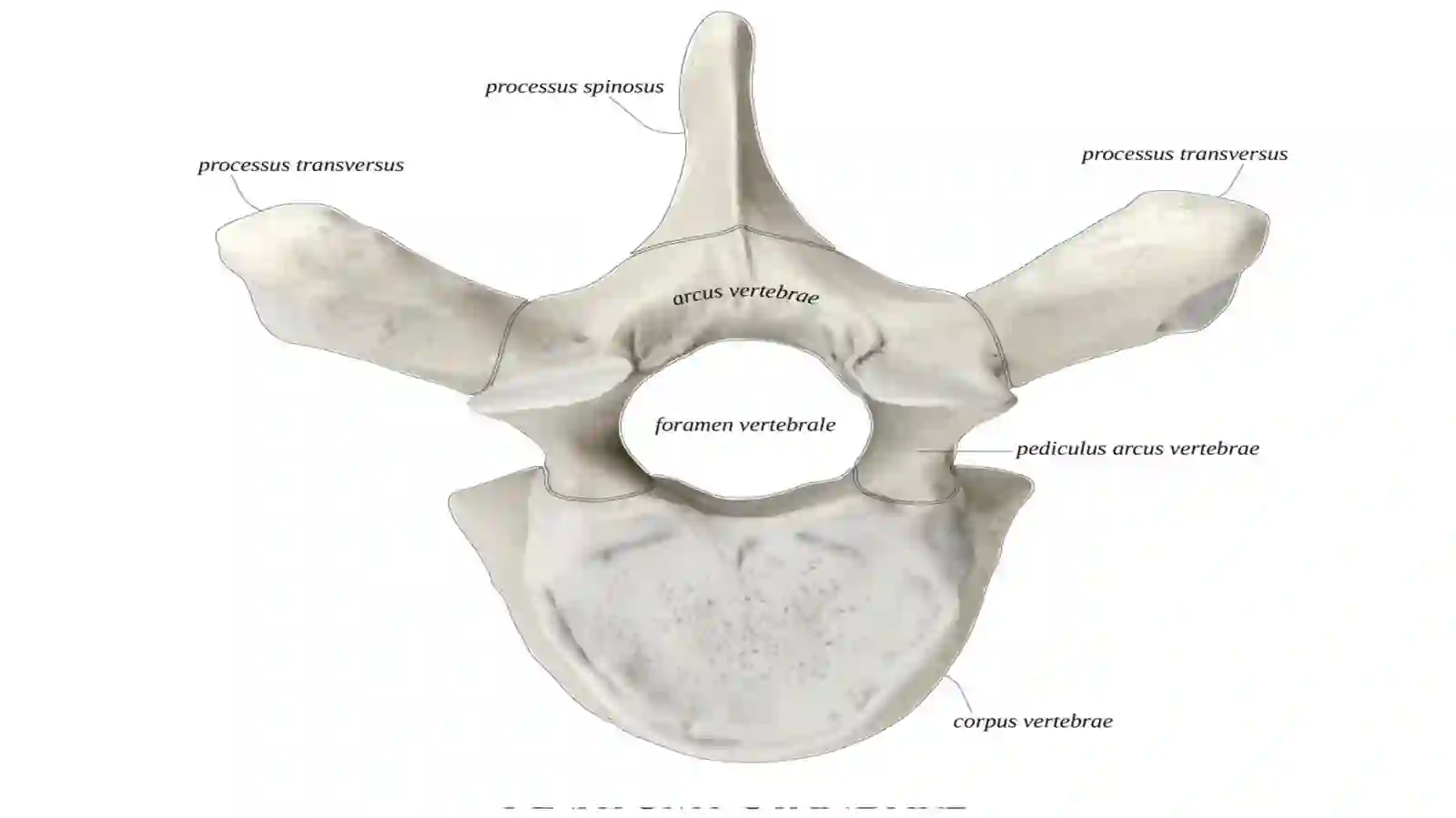 Umurtqalar -vertebrae 3