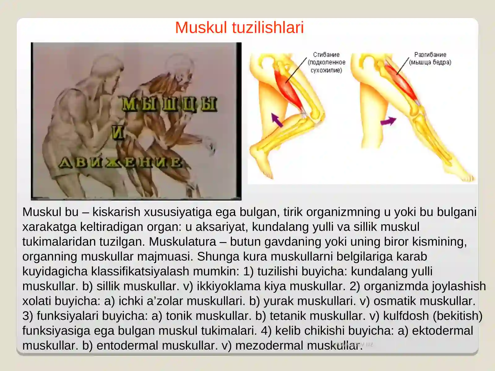 «Muskullar fiziologiyasi» 3
