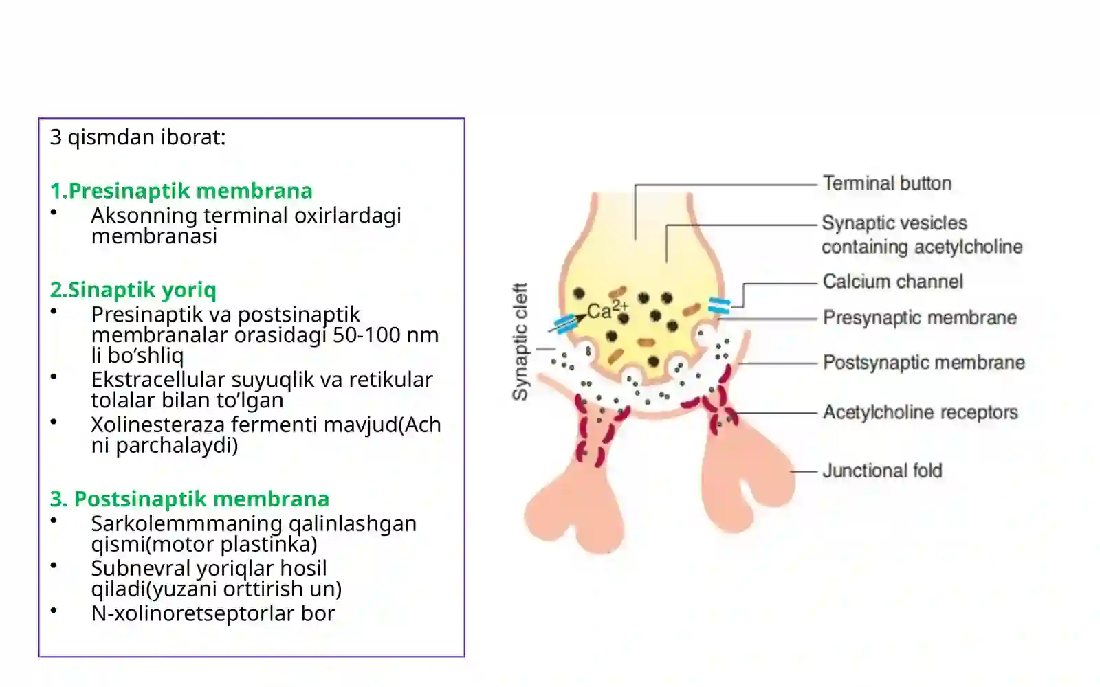 Fiziologiya 3 3