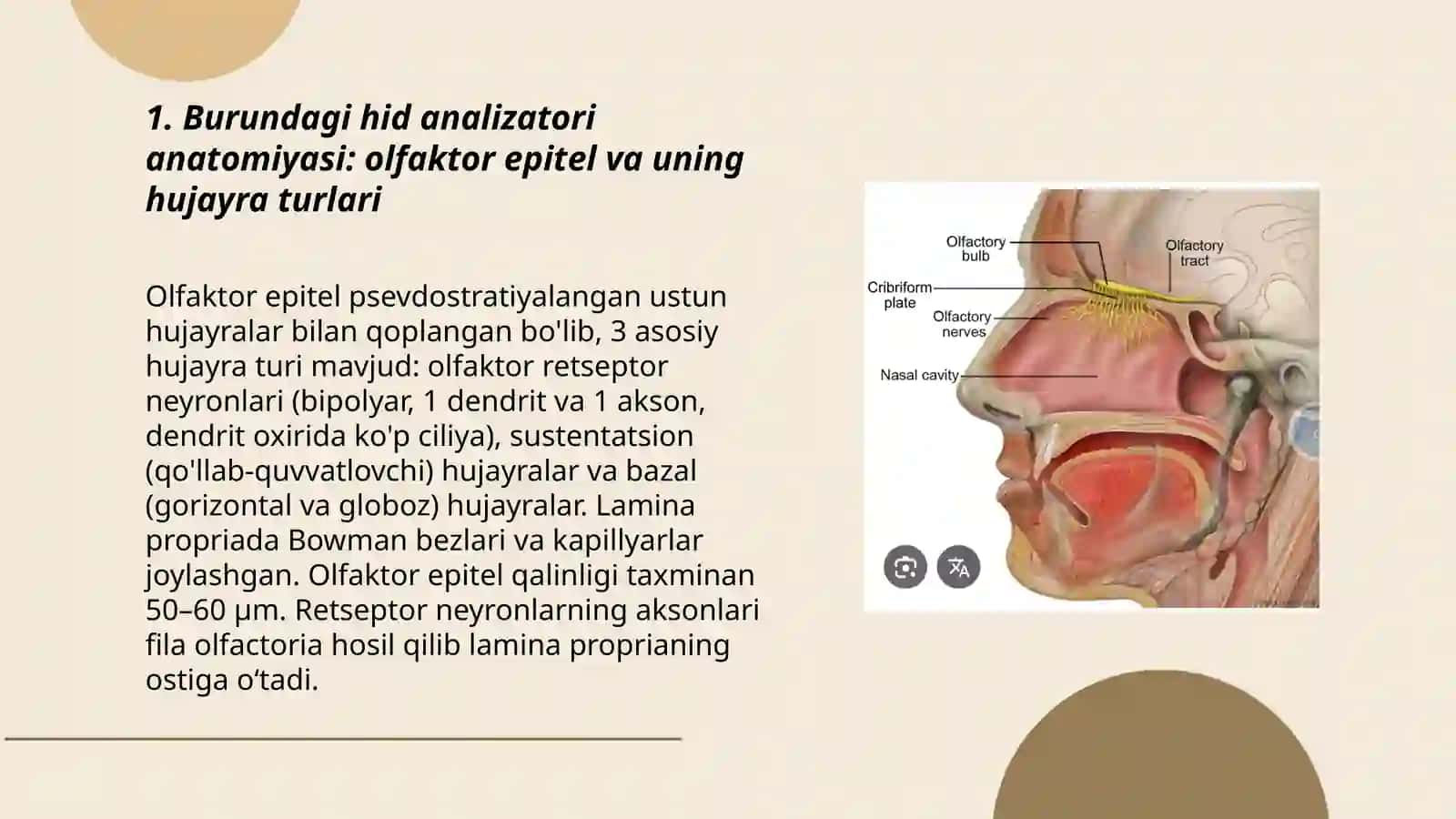 Ta'm va hid bilish analizatorlarining funktsional anatomiyasi 3