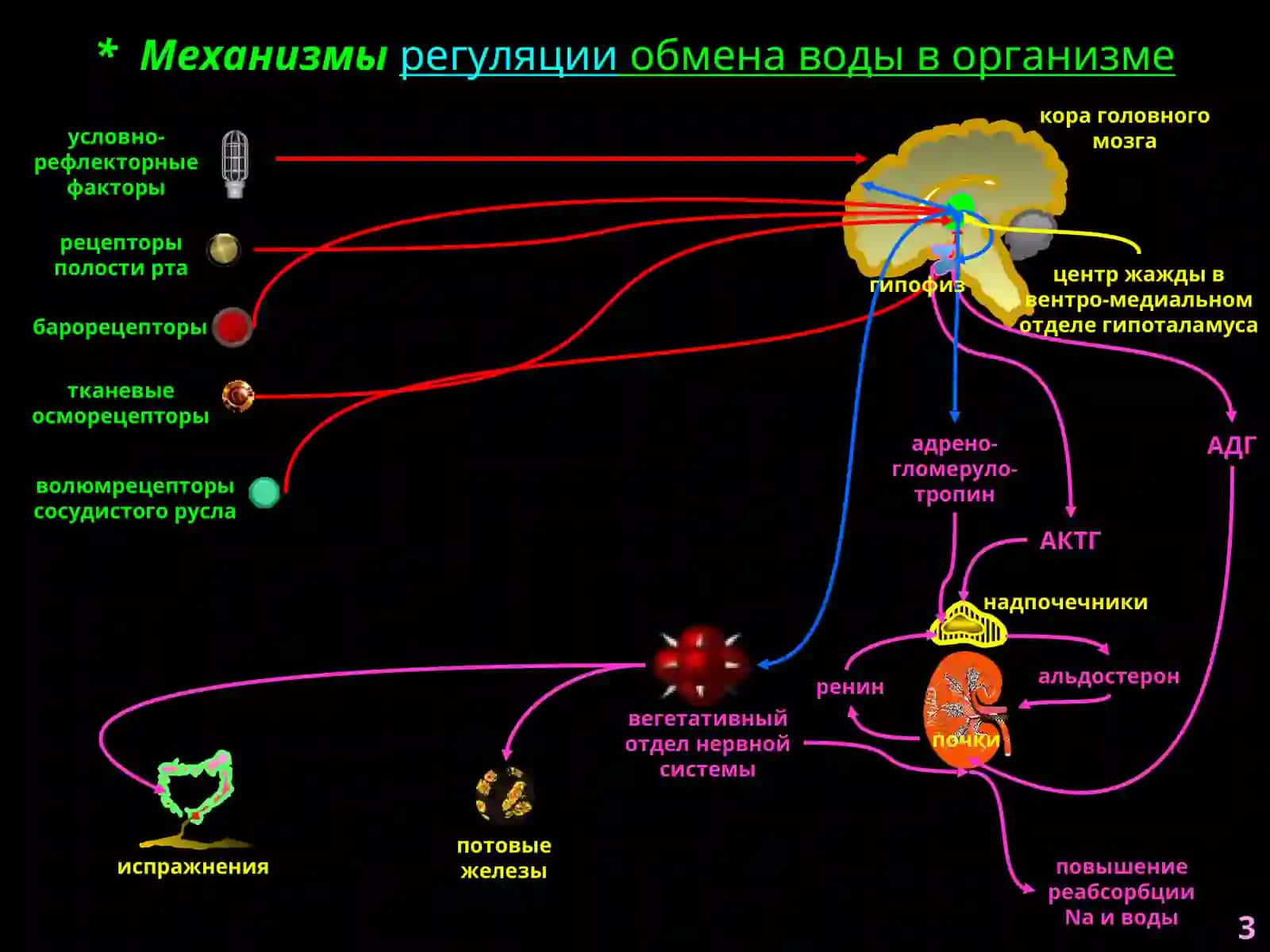 Патофизиология водно-солевого обмена 3