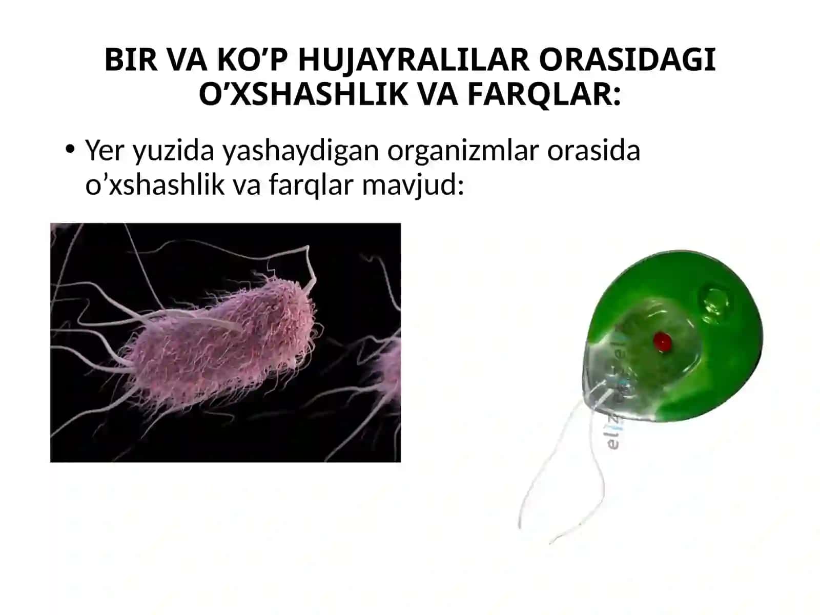 PROKARIOTLAR MORFOLOGIYASI VA HUJAYRA TUZILISHI 3
