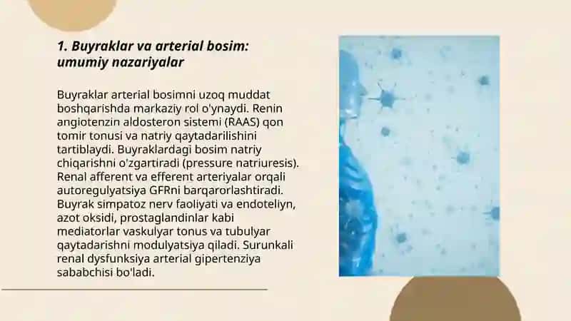 Buyraklar va arterial bosimning boshqarilishi 3