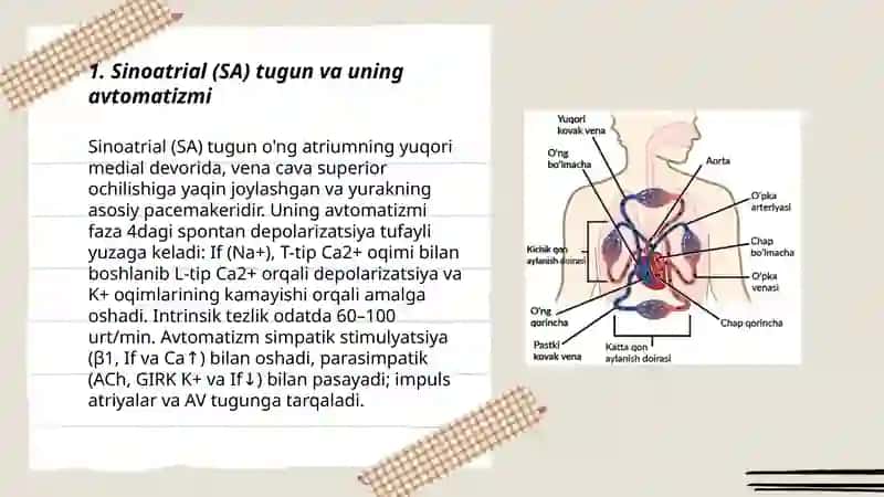 Sinoatrial (SA) tugun va uning avtomatizmi 3