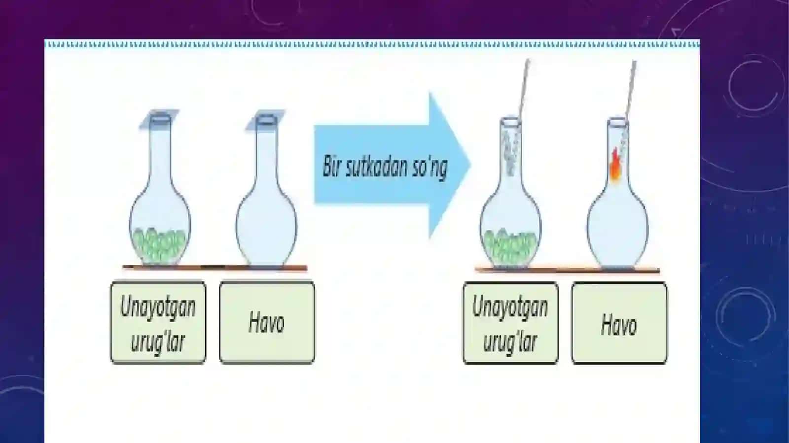 TIRIKORGANIZMLARNING NAFASOLISHI 3