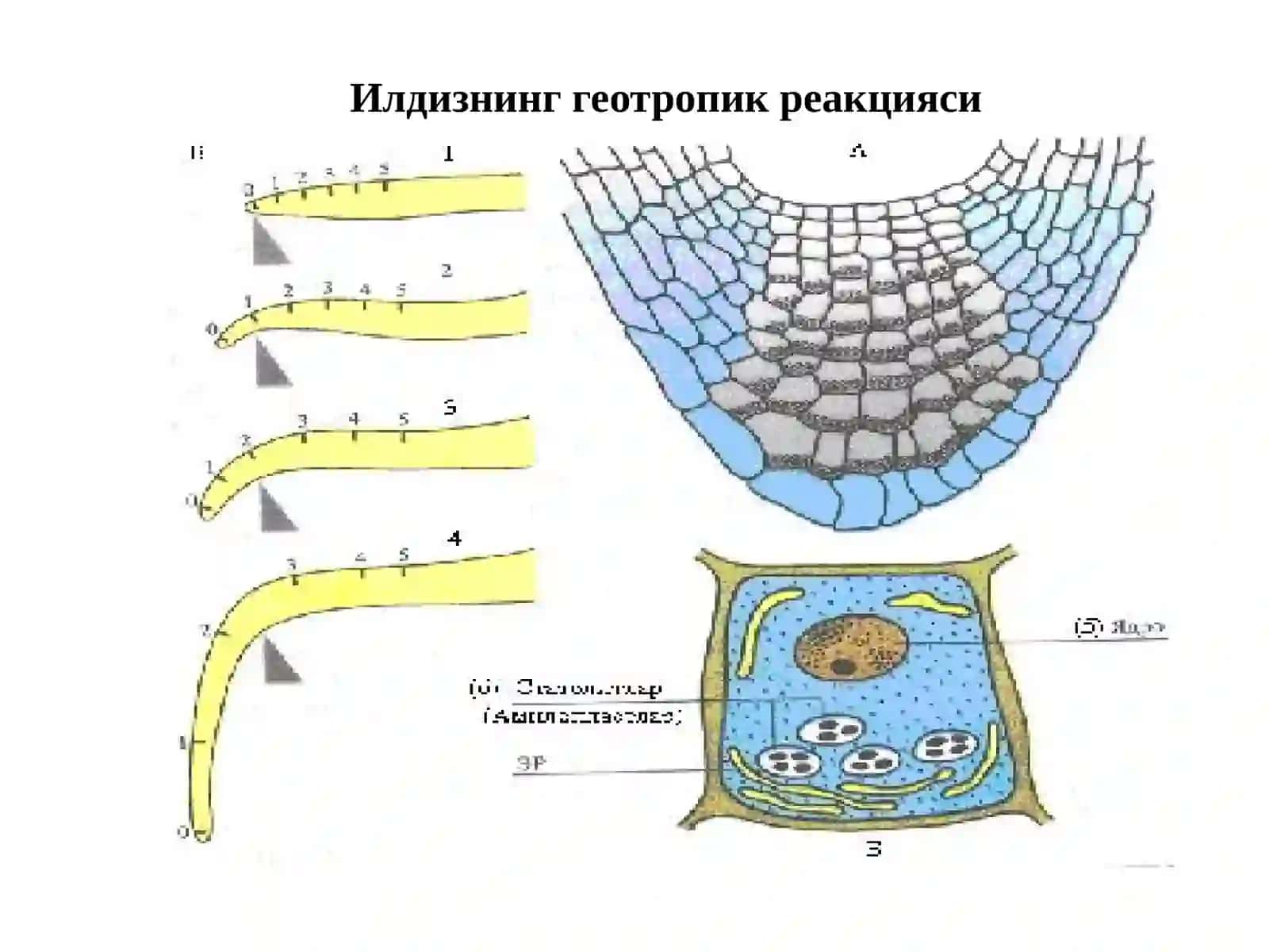 Ўсимликларнинг тиним ҳолатлари ва ҳаракатлари 3