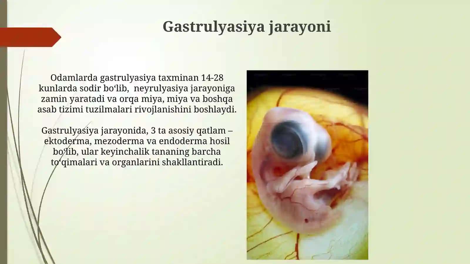 Embriogenezning umumiy qonuniyatlari 3