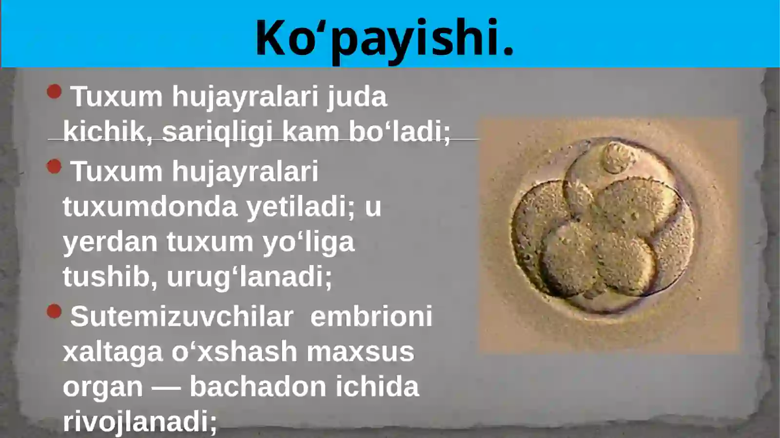 Umurtqalihayvonlarning ko’payish biologiyasi va rivojlanishi 3