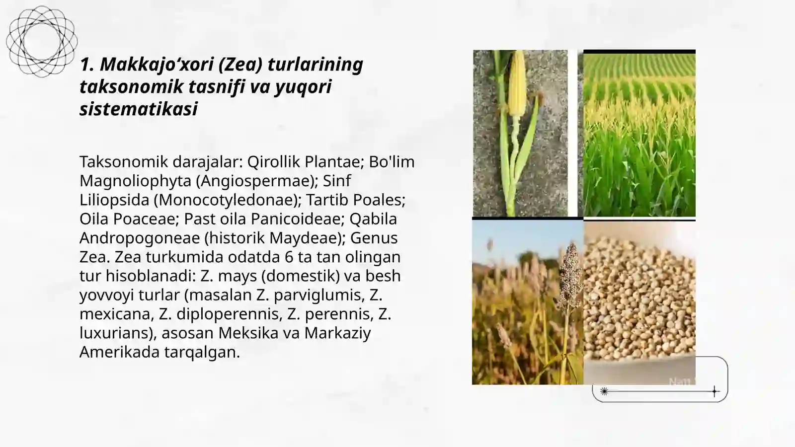 Makkajoʻxori kenja turlari va yuqori sistematikasi, morfologiyasi,sholi oʻsimligi sistematikasi morfologiyasi 3