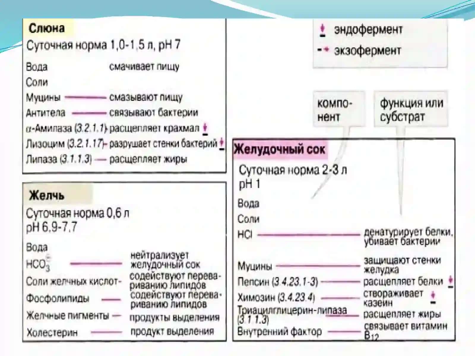 Oshqozonichaktizimibiokimyosi 3