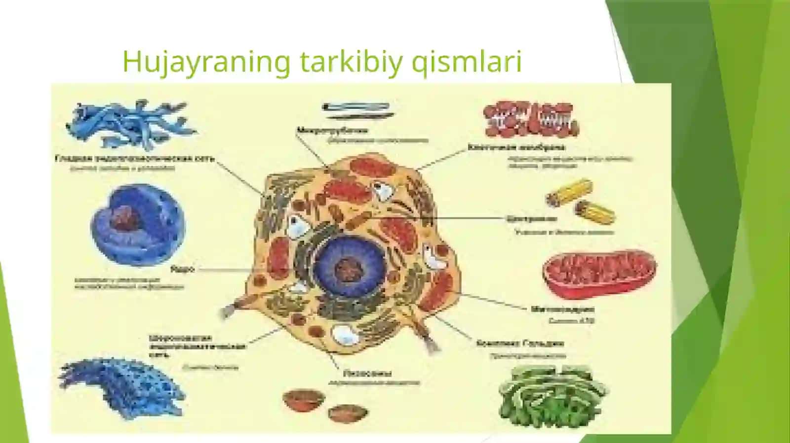 Hujayraning turli shakllari 3