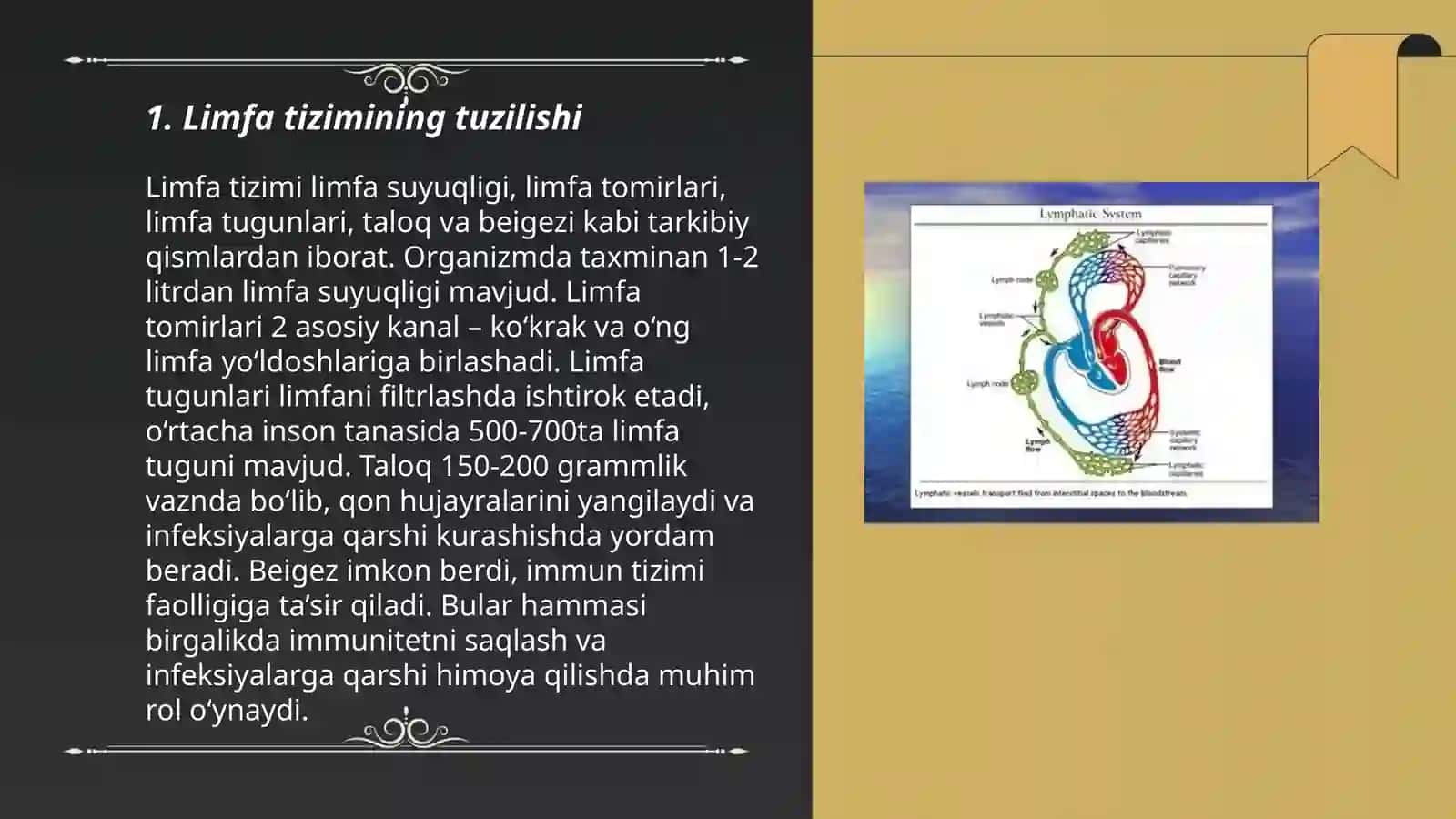 Limfa tizimi 3