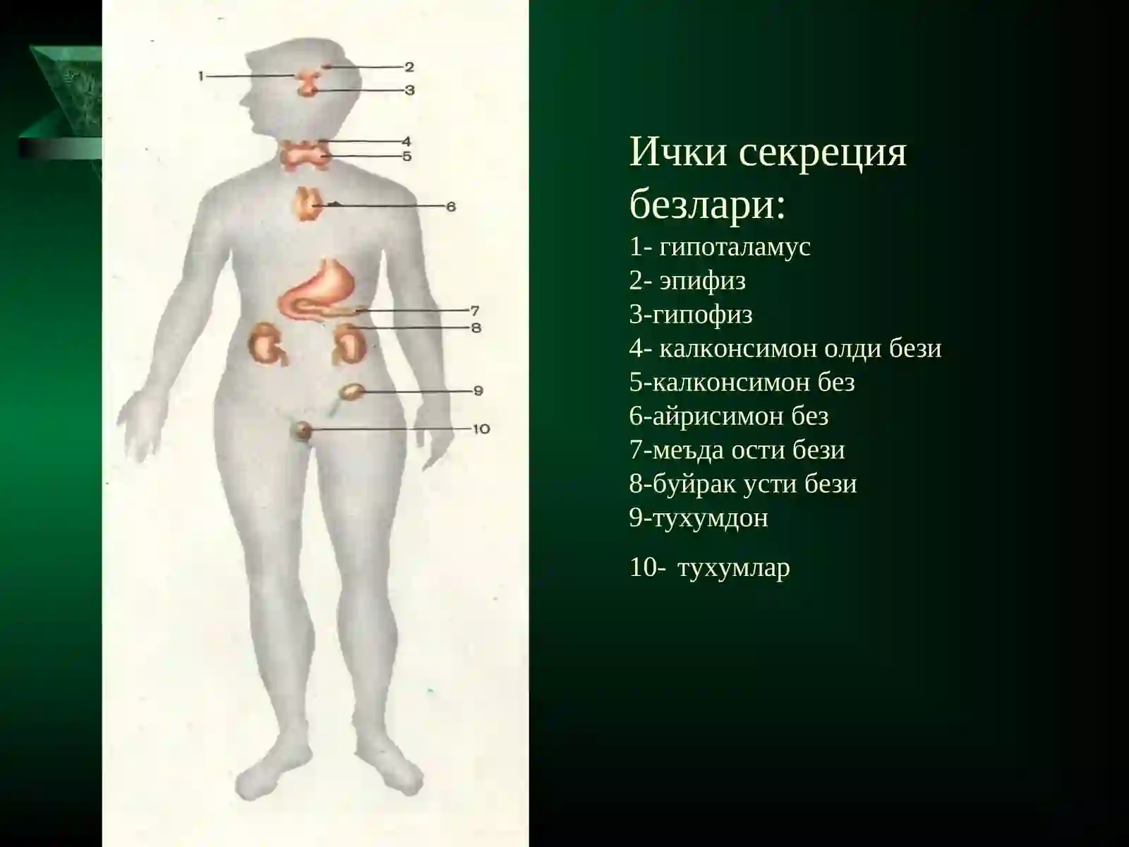 Endokrin sistemasi 3