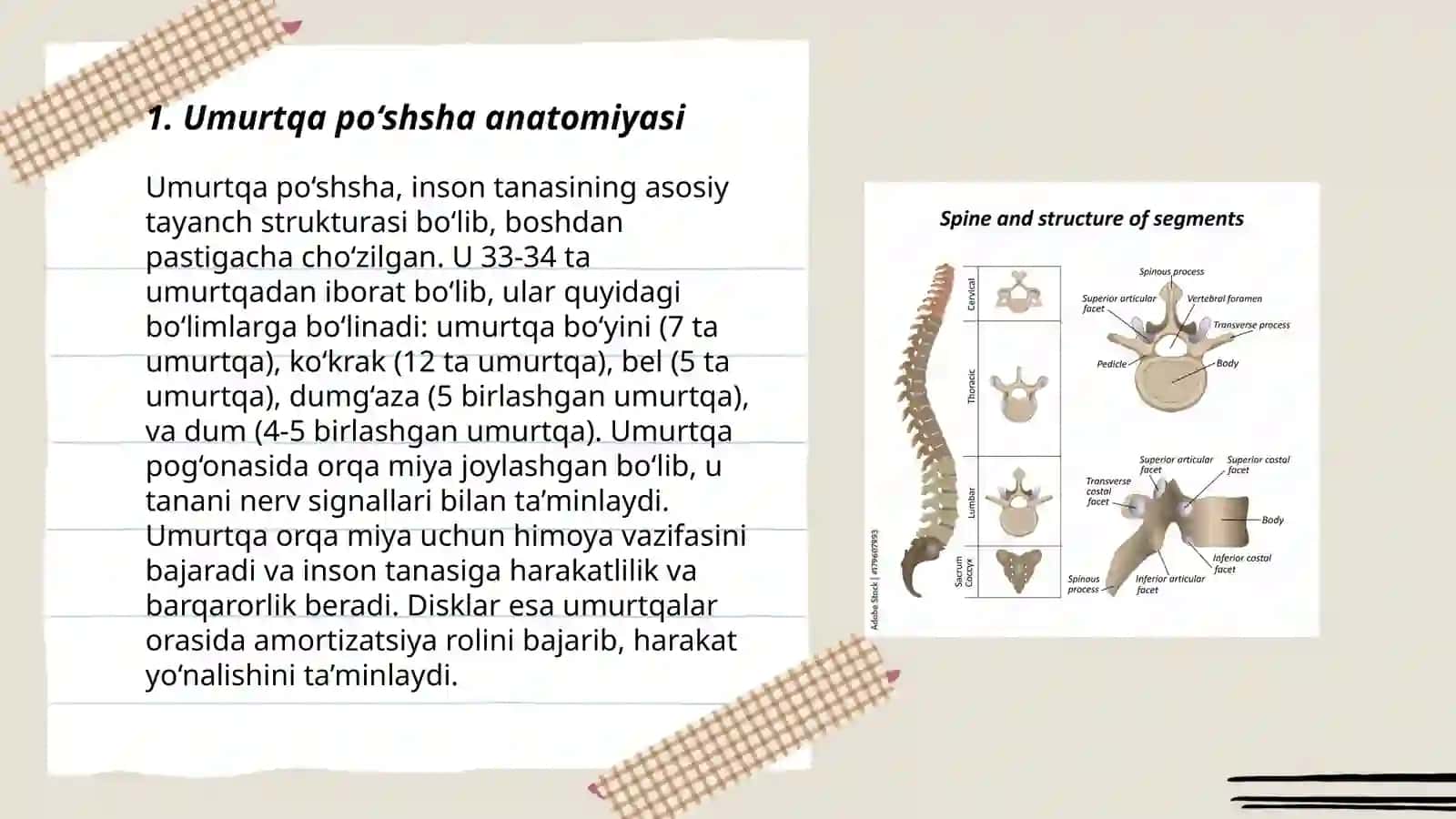 Umurtqa po‘shsha anatomiyasi 3