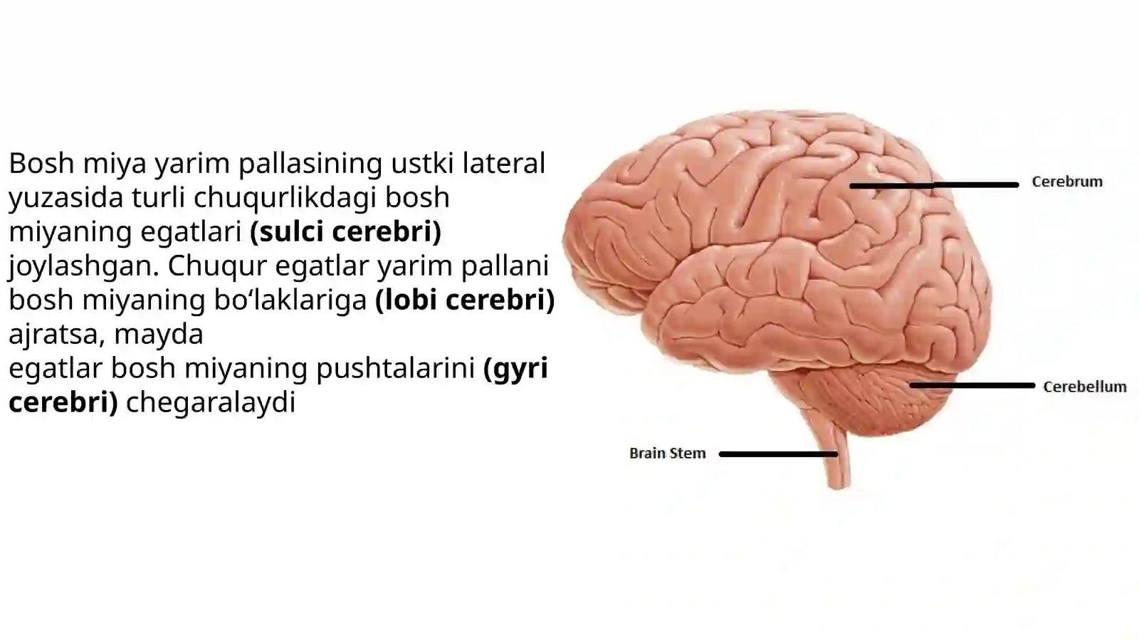 Bosh miya haqida va undagi 12 juft nervlar va ularning joylashgan va chiqadigan joyi 3