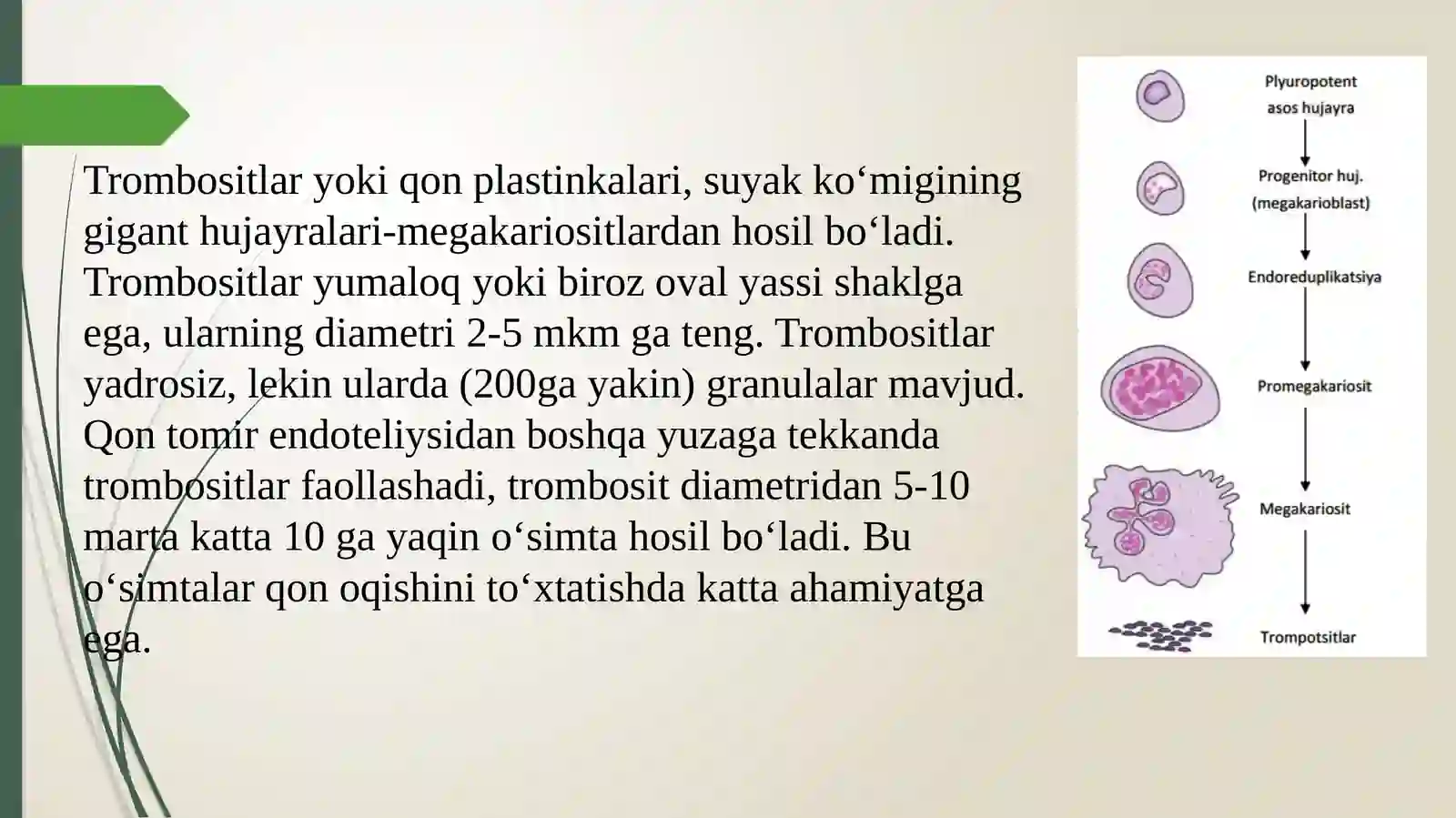 Trombotsitlar.Qonguruxlari.Rezusfactor 3
