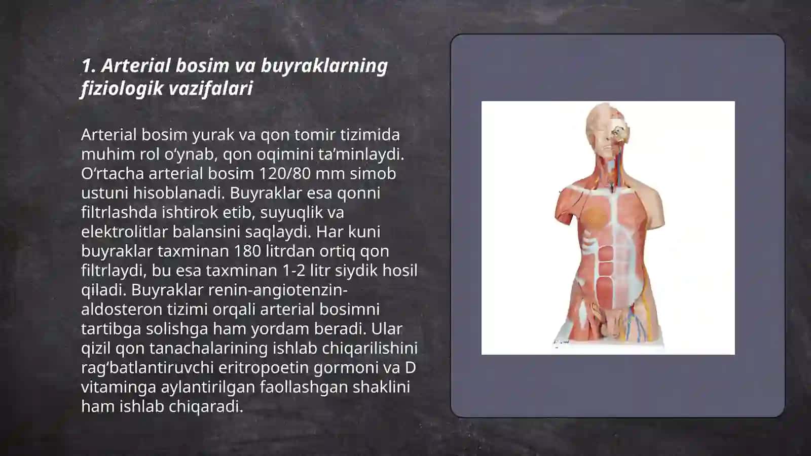 Arterial bosimning boshqariluvida buyraklarning roʻli 3