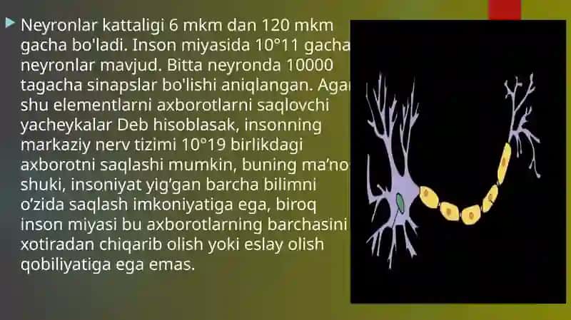 Nerv tolalarivasinapslar fiziologiyasi 3