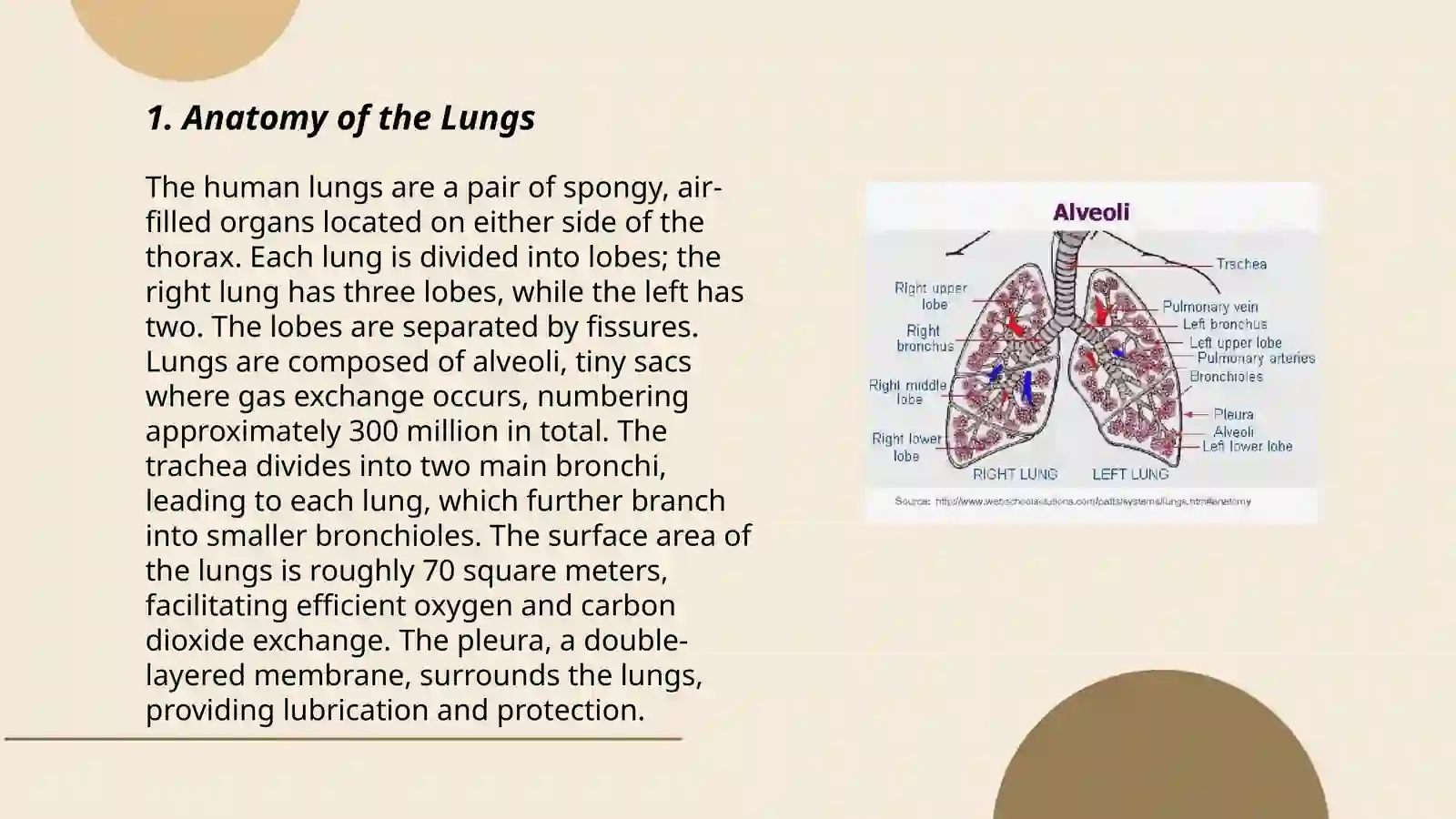 Lungs and a pulmonary system 3