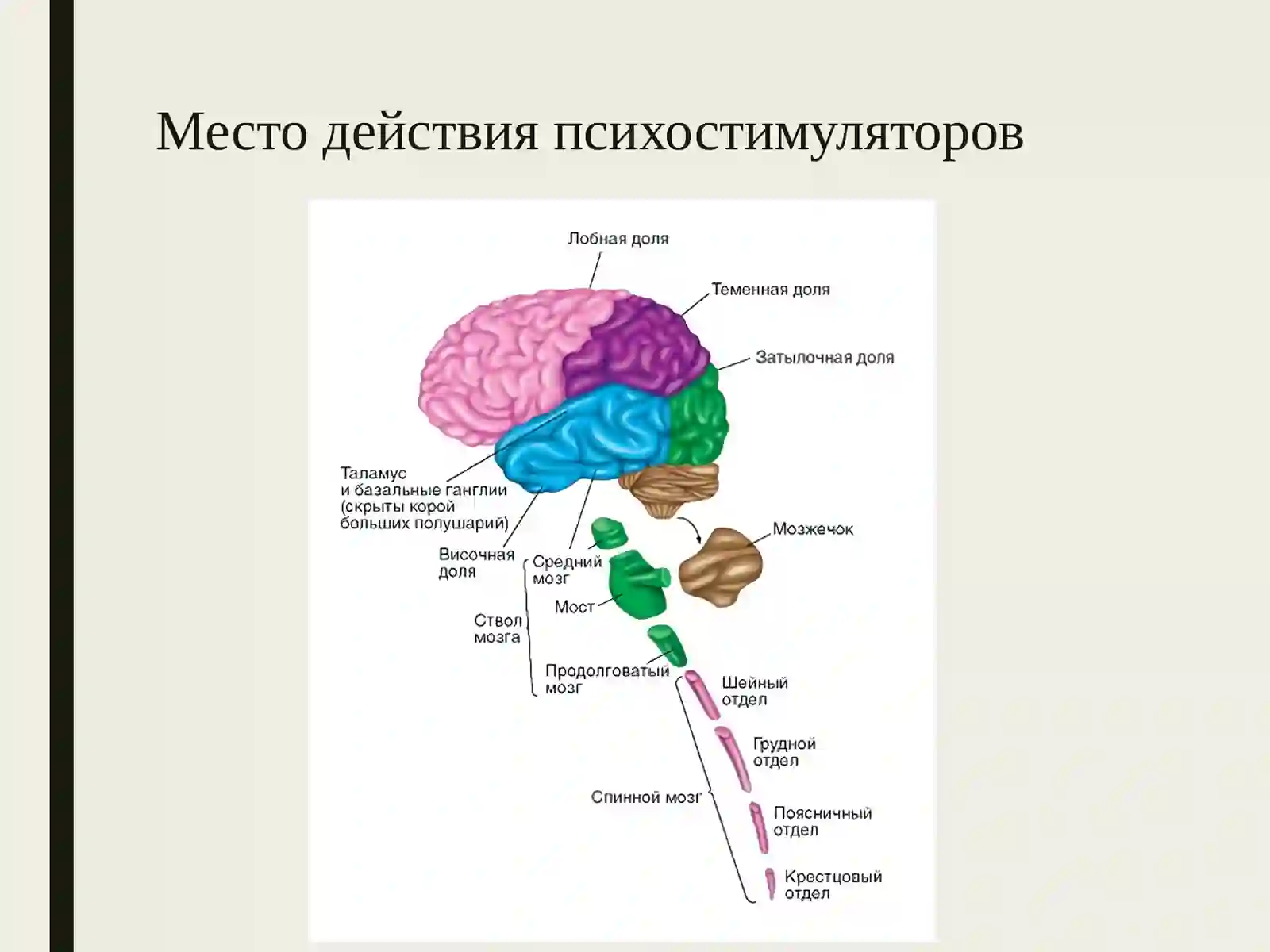 Психостимуляторыи адаптогены 3