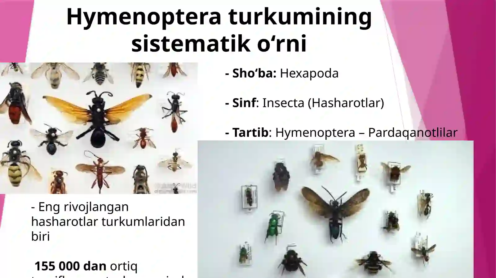 Pardaqanotlilarumumiytavsifi 3