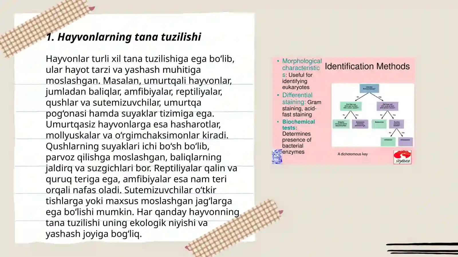 Hayvonlar morfologik xususiyatlari 3