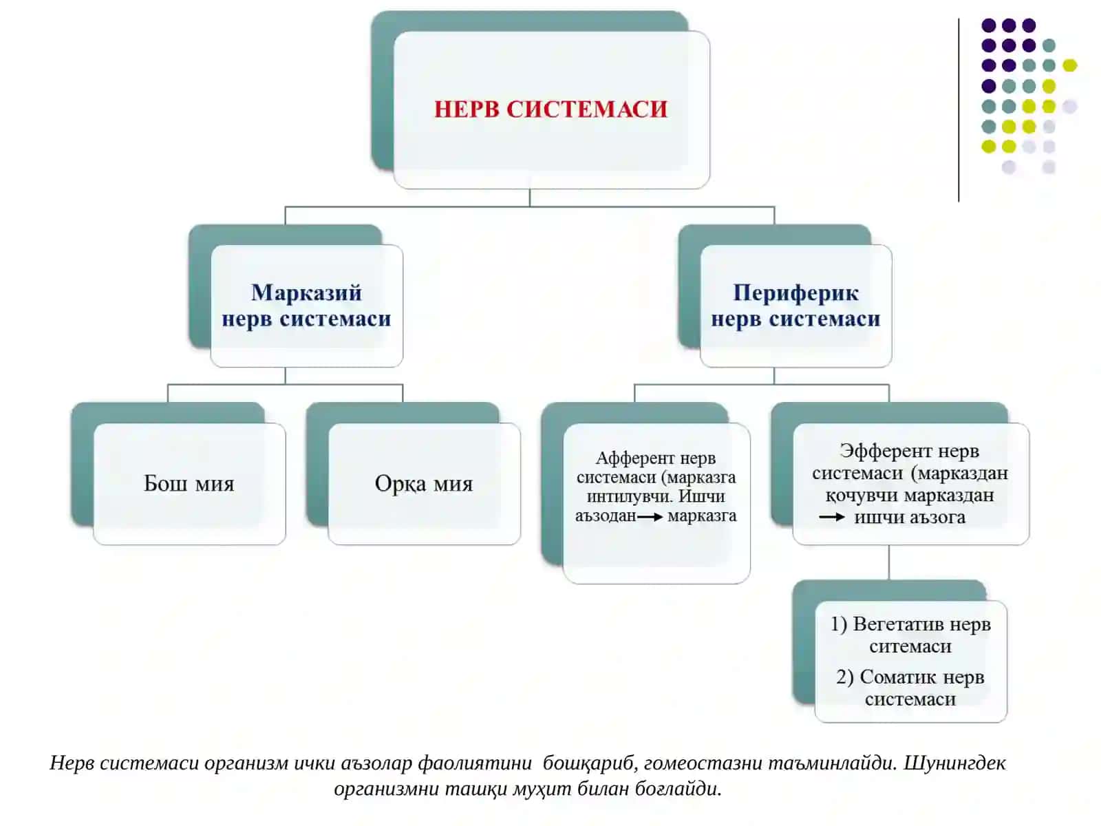 Эфферент иннервацияга таъсир этувчи дори воситалари 3