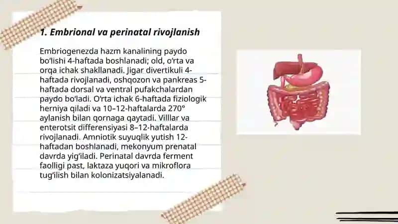 Bolalarda hazm qilish tizimining anotomik-fiziologik xususiyatlari 3
