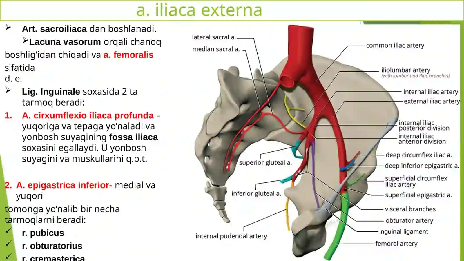 Ichki va tashqi yonbosh arteriyalari. Son arteriyasi.Boldir arteriyalari. Oyoq panja arteriyalari 3