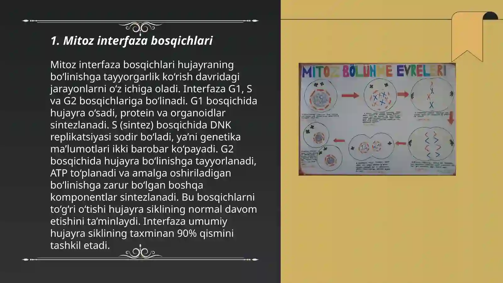 Mitoz Interfaza 3